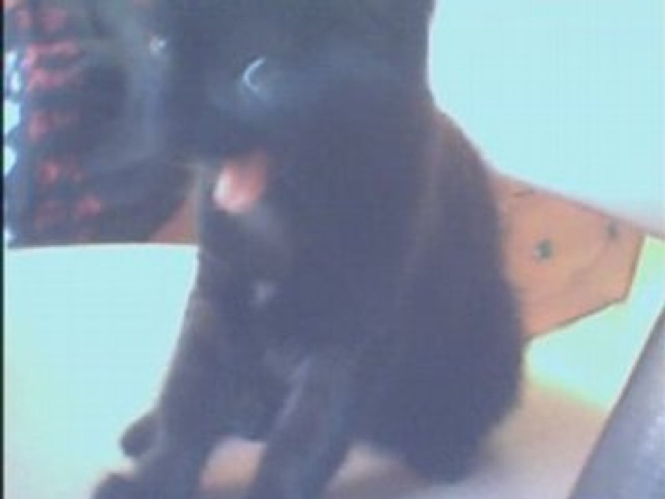 chat