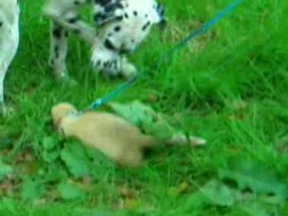 Furet et Dalmatien au bois