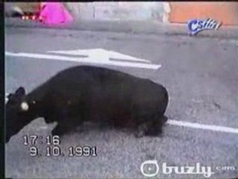 Taureau VS taureau AIE AIE