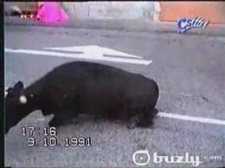 Taureau VS taureau AIE AIE