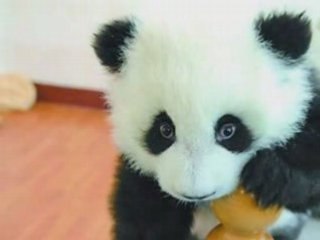 Petits pandas