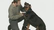 Retractable Dog Leashes - Retractable Dog Leash - Dog Leash