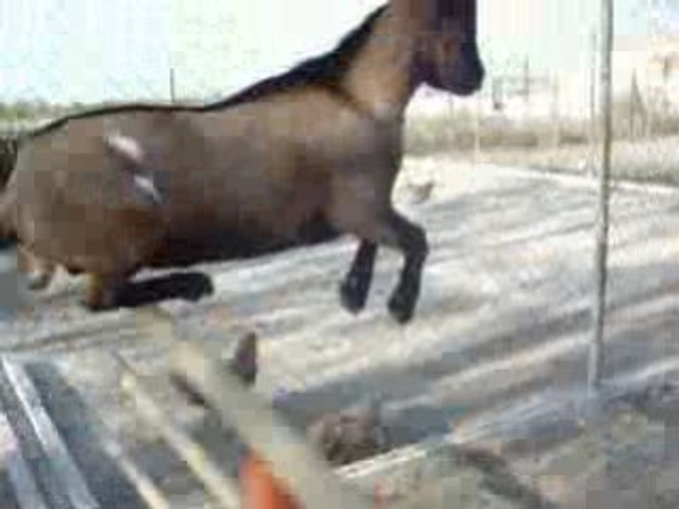 Chat et Boukiiiii 084