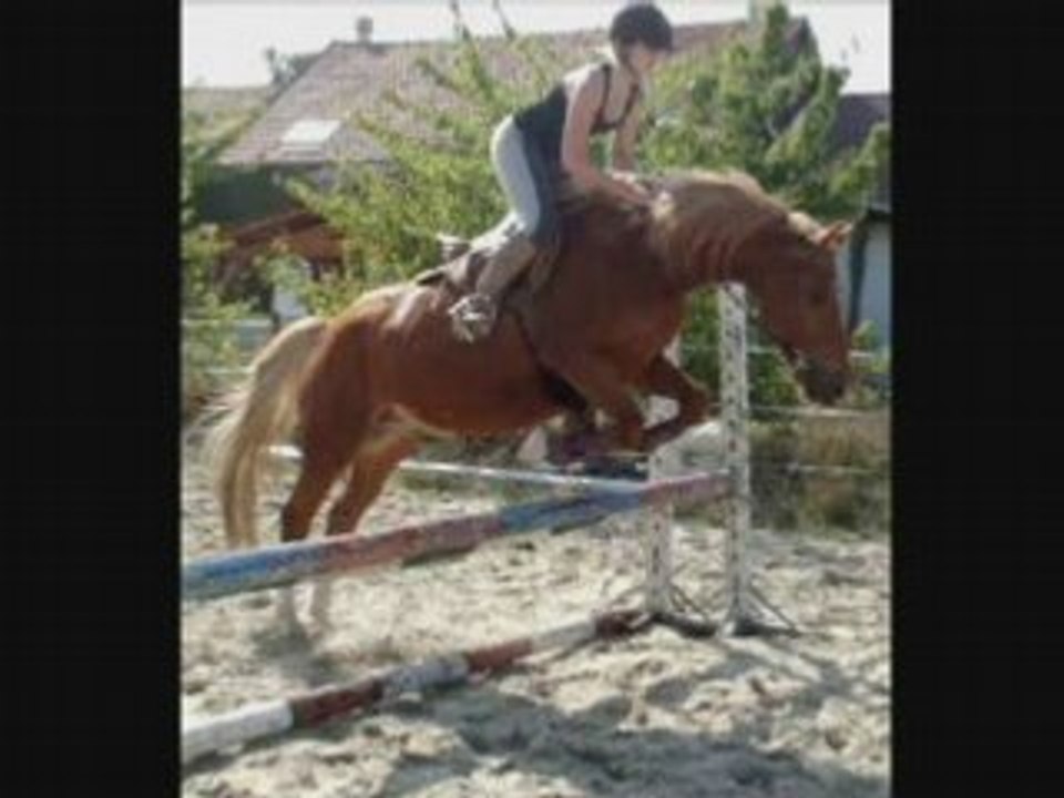 Saut obstacle