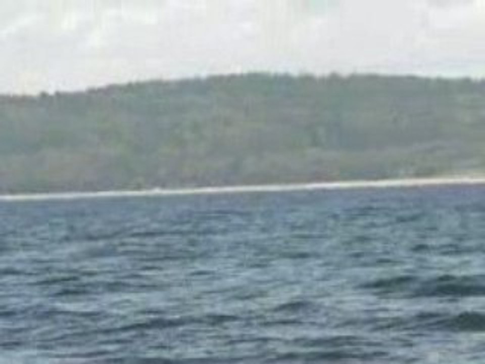 Les baleines aout 2008