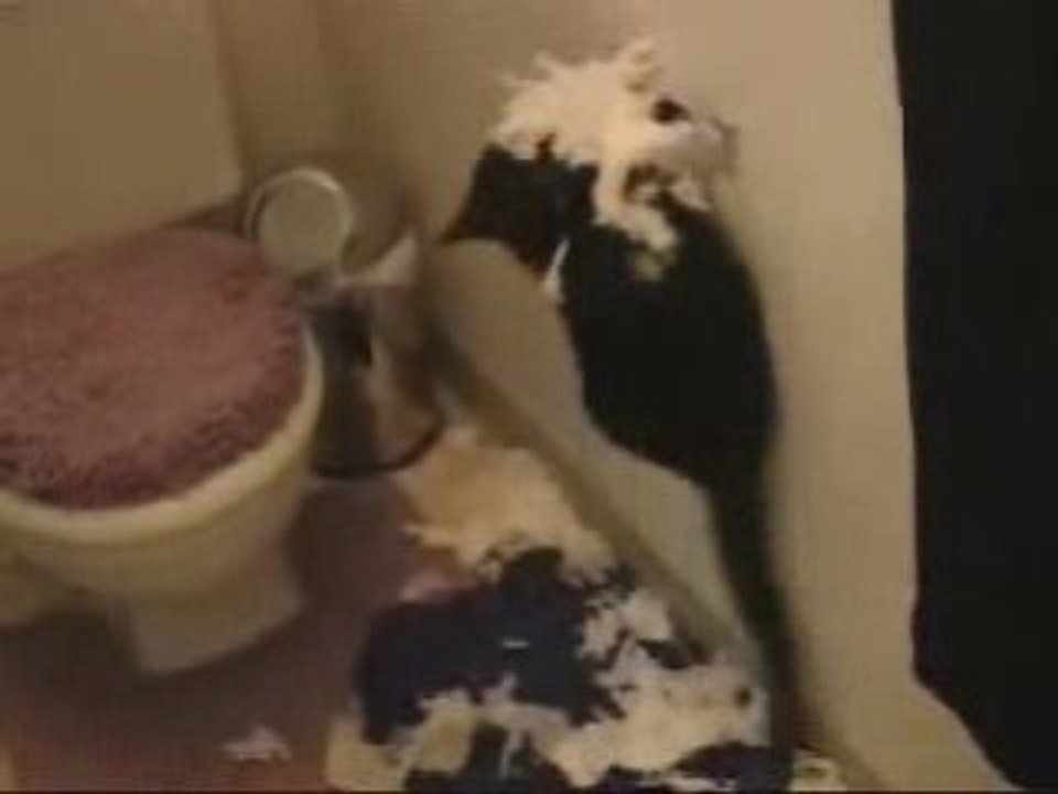 07431024_toiletcat[1]