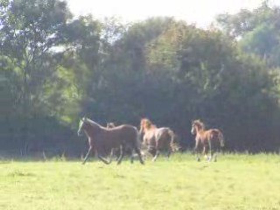 unic poulain croisé poitevin