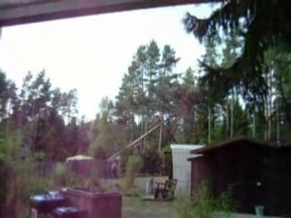 Baum fällen wald beastlover winsen busch kiefer natur wald