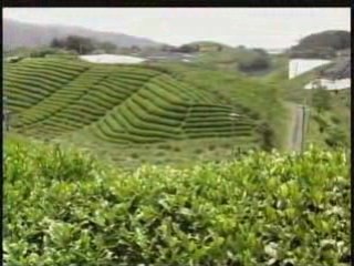 Japanology 12th : Matcha (powdered green tea) #2