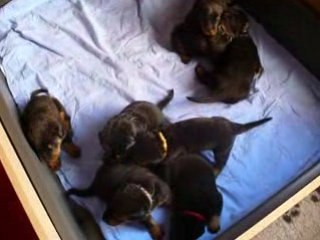 15 jours les premiers pas