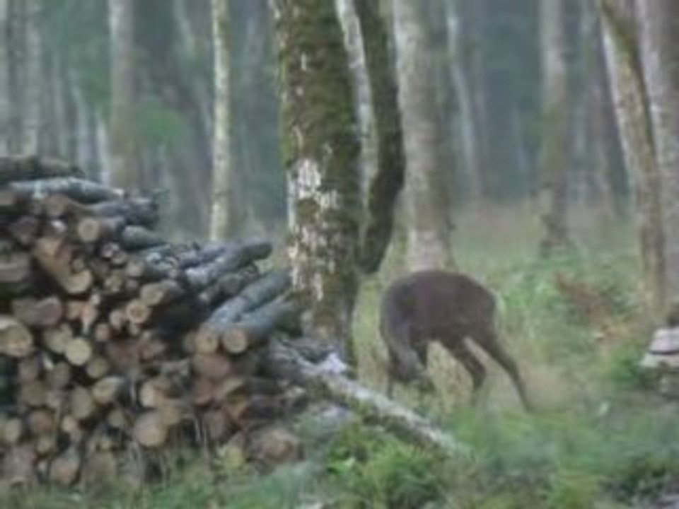 Chevreuils 1