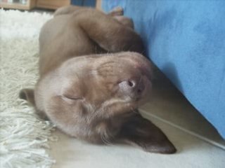 Chiens de LM septembre