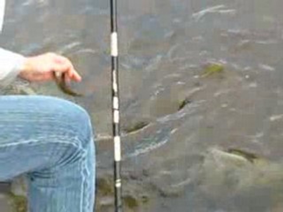 la pêche d'un tit brochet