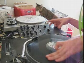 Freestyle du chat qui tourne