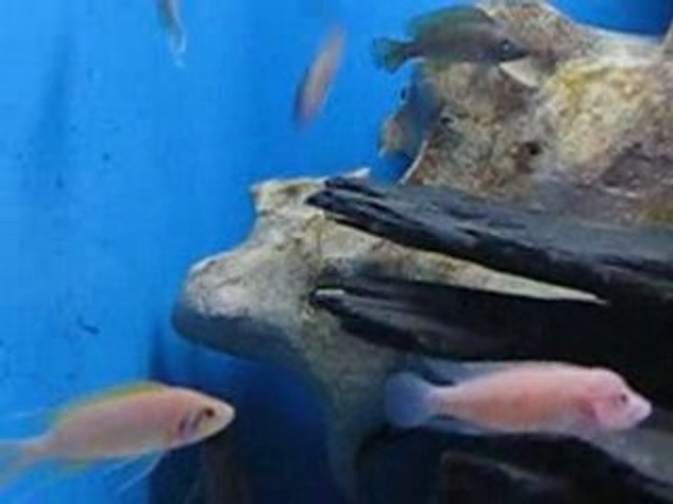 TANGANYIKA CICHLIDS LAMPROLOGUES