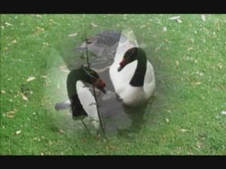 Parc Animalier de Sauvage