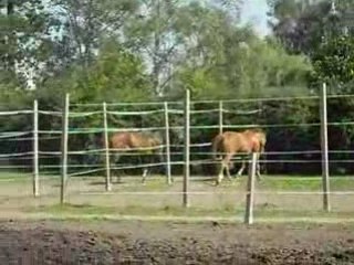 Lavardac Et ? au paddock