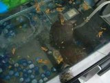 tortues aquatique qui mange