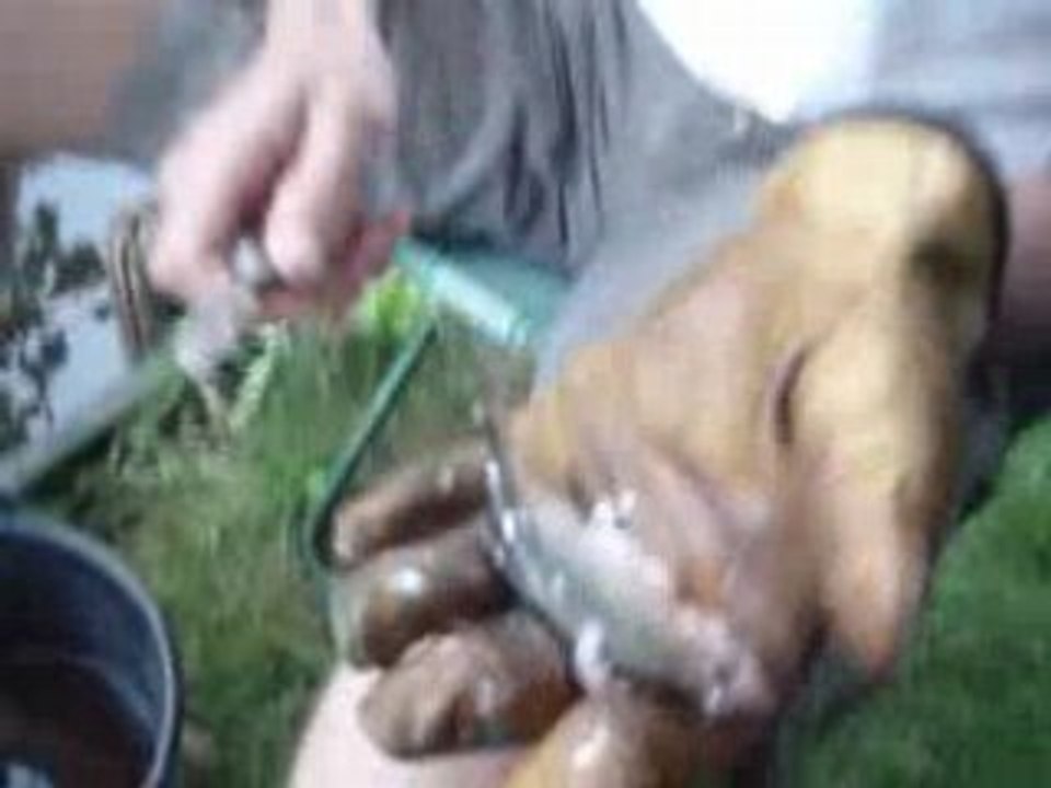 Pintou, hamstou, maîstou et anorexitou