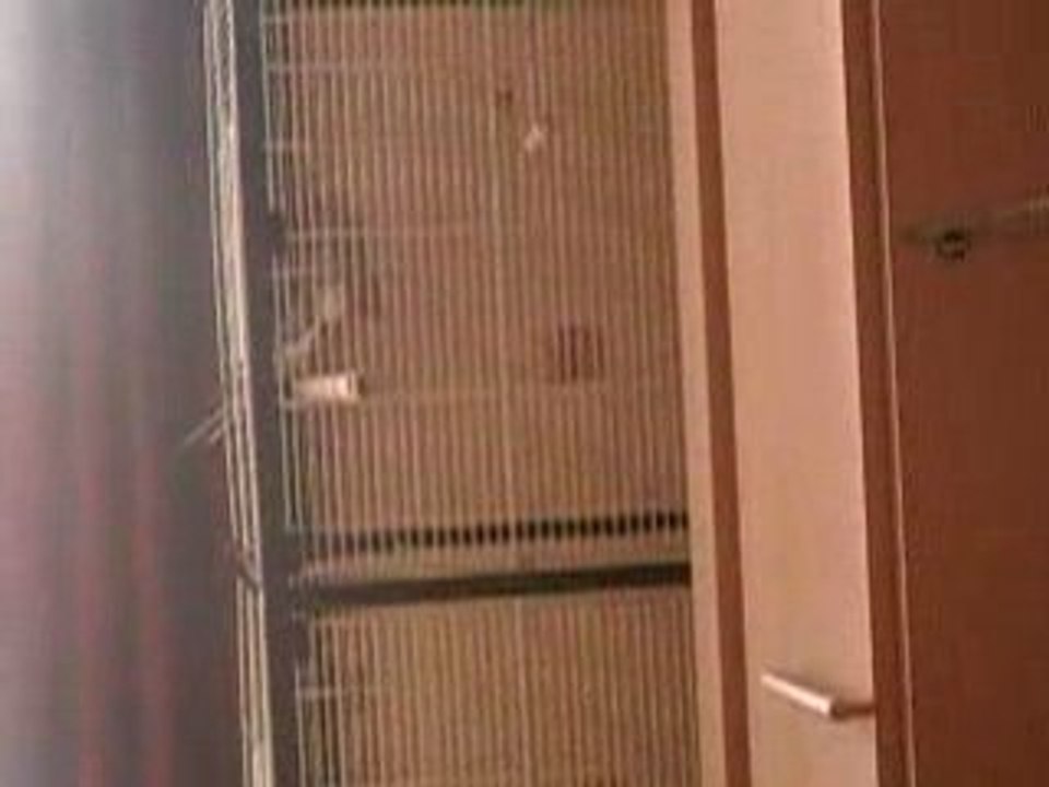 mon calo eam se prend pour Diam's