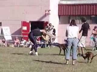 Diuke malinois