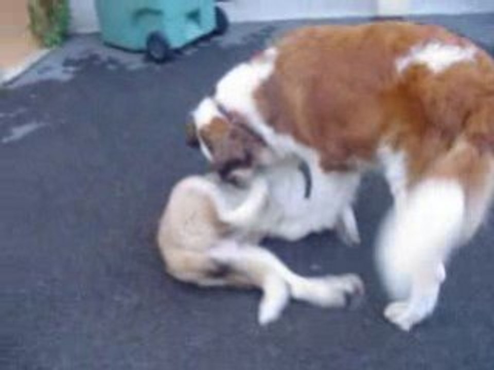VIDEO 2 DUKE 138