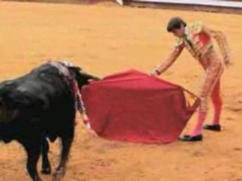 Dax toros-salsa 2008 Novillada