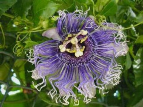 Le jardin des papillons