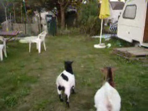 seven et les biquettes