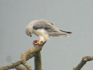 Elanion blanc à Genève