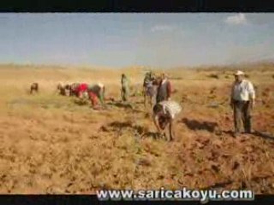 Hatempolat