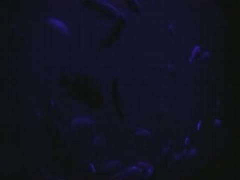 aquarium petit groupe de cichlidés du malawi