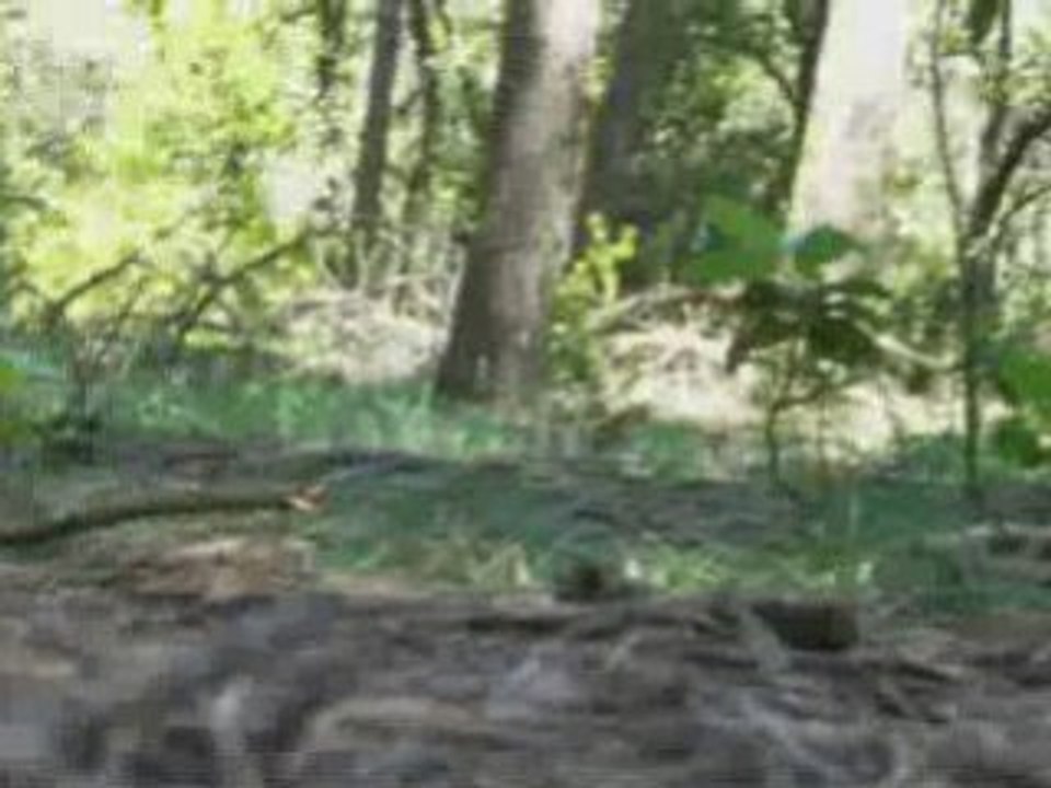 dirt park dh bollène 84