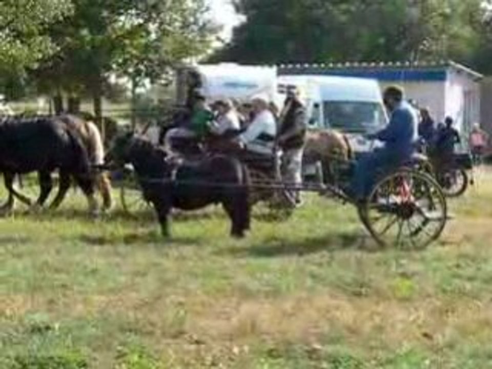 fete du cheval auvergne attelage 2008