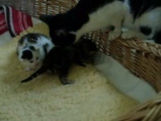 Chatons Amnésya à 16 jours