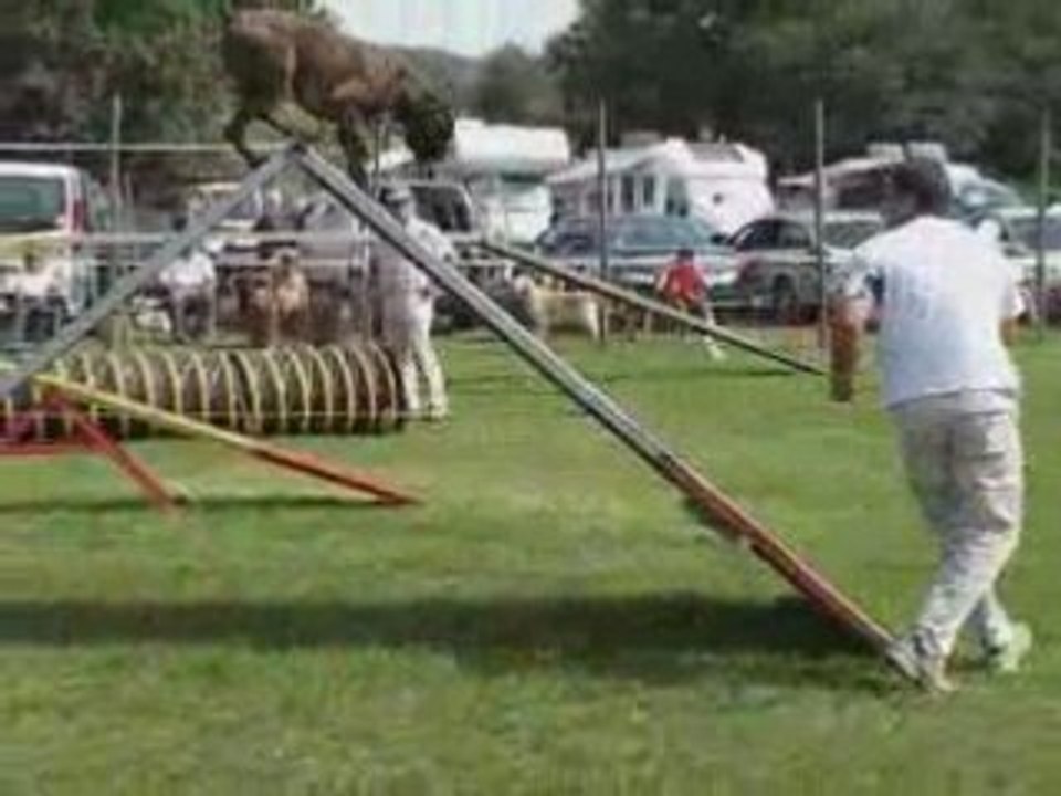 Best agility laurac