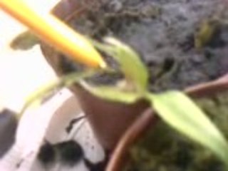 l'araignée contre la plante carnivore