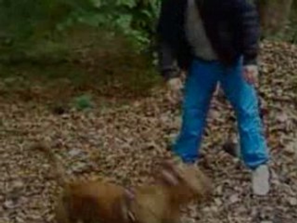 mon pitt bull (oseille1ans)