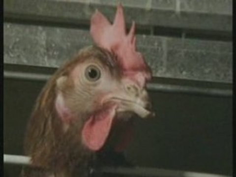 Poules-elevees-en-cage