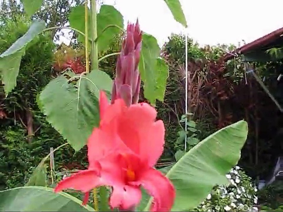 Concours Fleursdubien.fr - Mur végétal FLOWALL à gagner