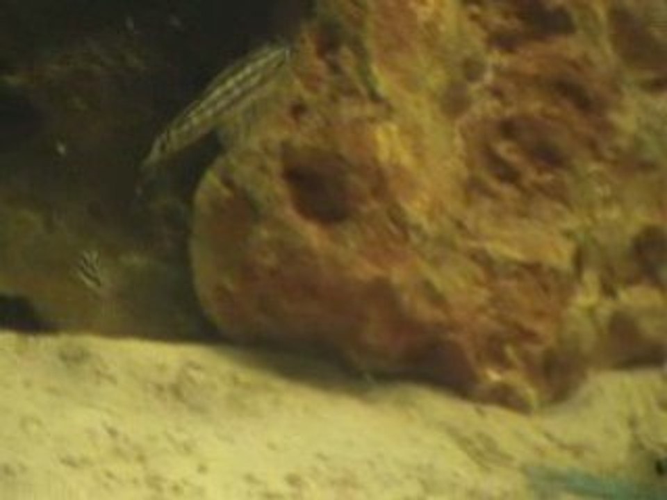 Tanga melanogenys 2