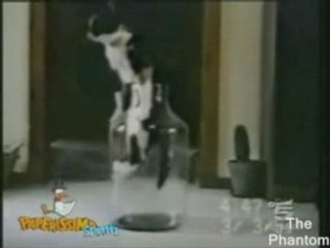 Compil chats marrants