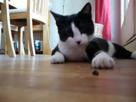 Charlie chasse les mouches