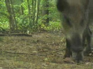 Les sanglier derrière chez moi !