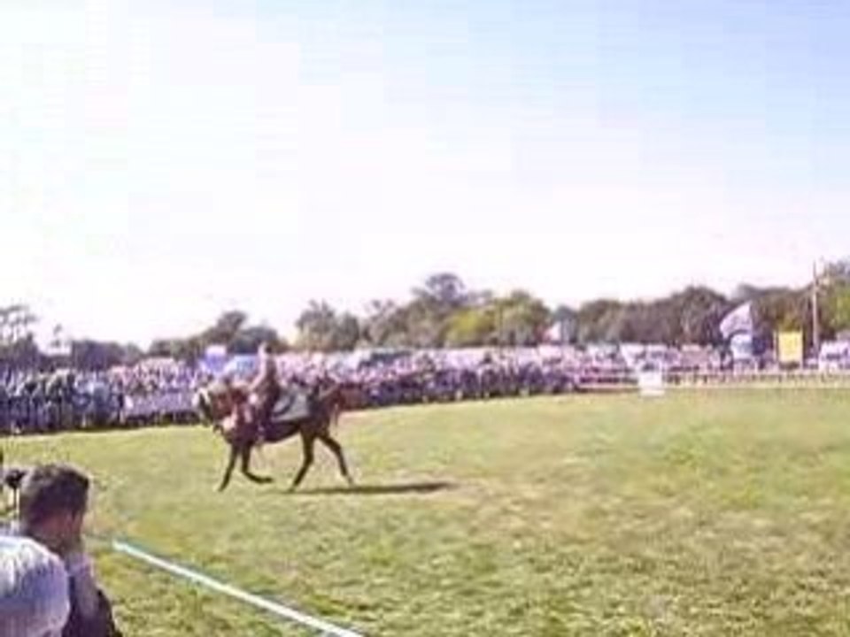 prévalaye 21 septembre 2008, pur sang arabe en dressage