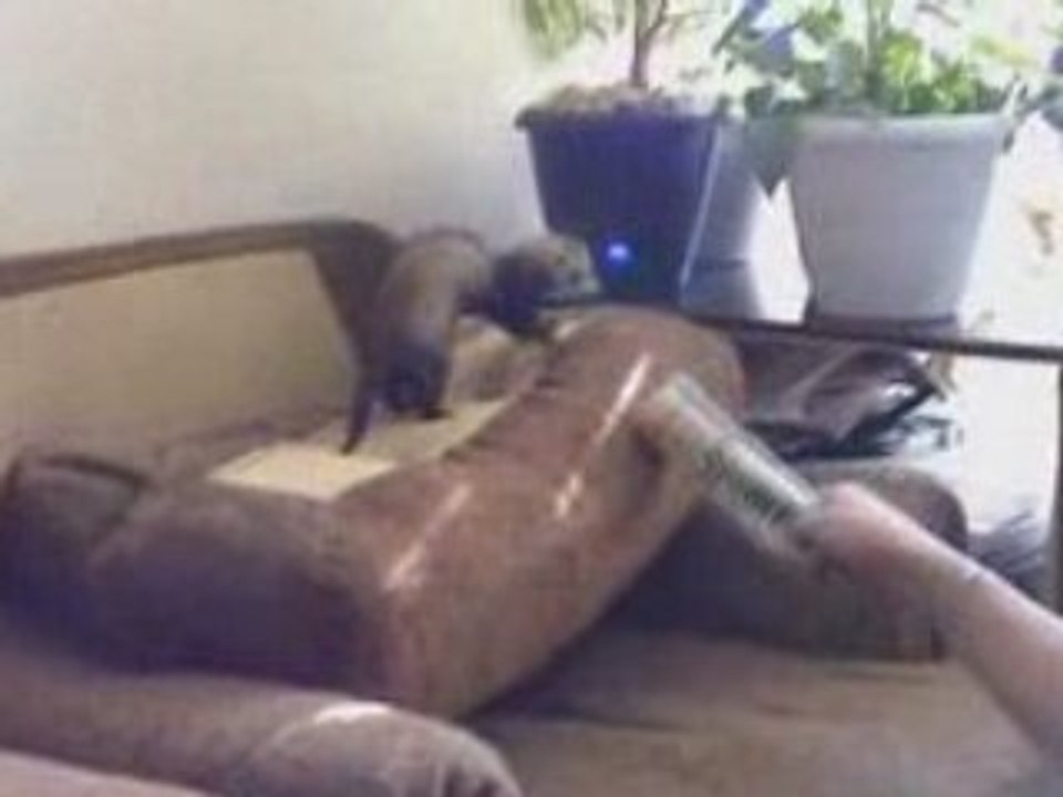 Furete