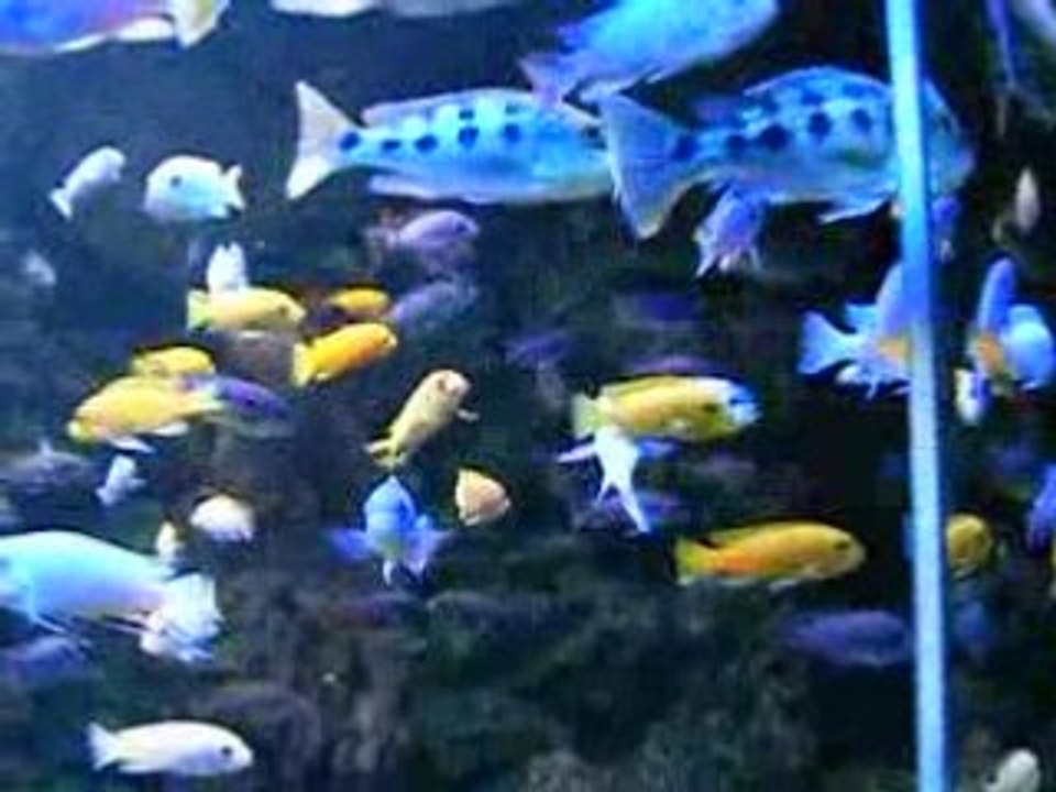 Aquarium du Limousin (4)