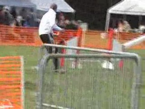 Agility (G.P.F. et Jumping de Tiercelet 2008)