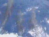 Dauphins entre Anse Bateau et Charlotteville
