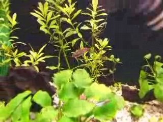 neon tetra